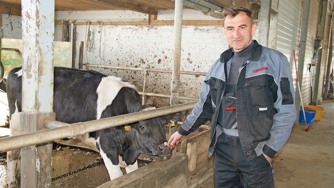 A man standing beside the cow