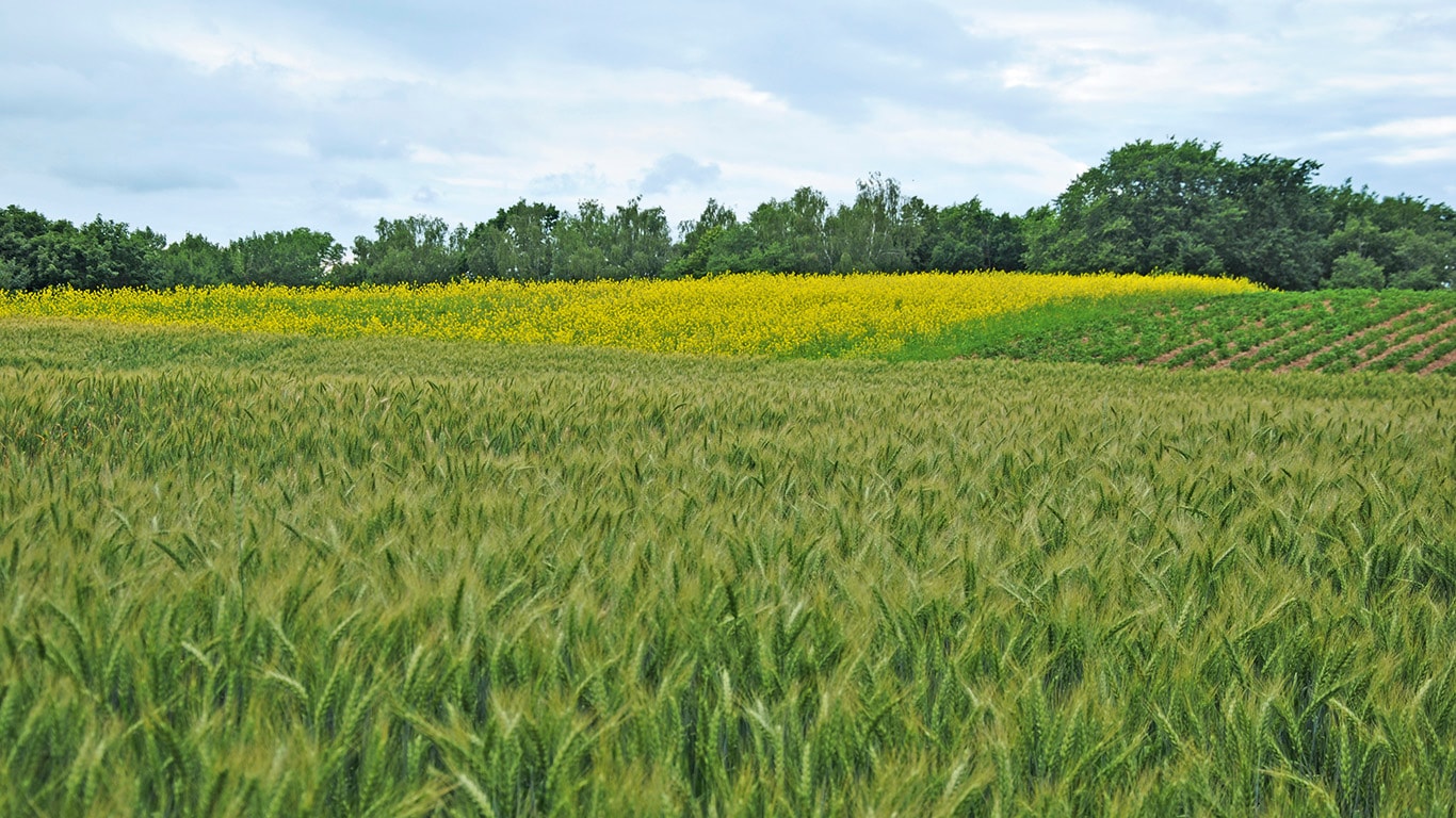 NEPRAŠYTI PASĖLIŲ KONKURENTAI IR KAIP JUOS NAIKINTI