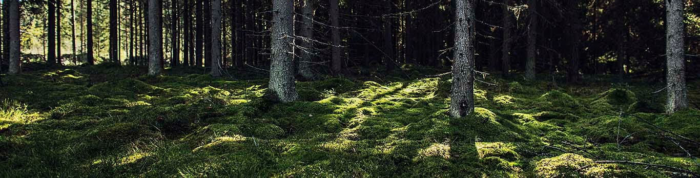 Miške pro medžius šviečia saulė